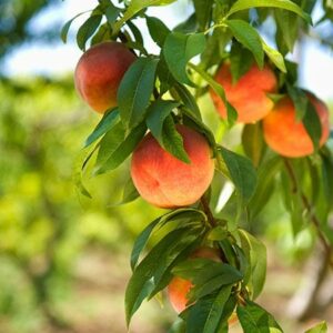 Dwarf Peach Tree