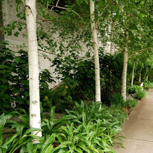 Hello Hello Plants Nursery Campbellfield Melbourne Victoria Australia Betula pendula Silver Birch trees arthropodium