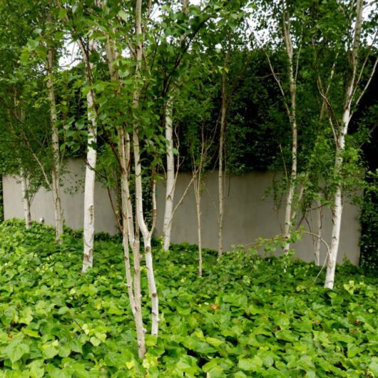 Hello Hello Plants Nursery Campbellfield Melbourne Victoria Australia Betula pendula Silver Birch trees hedera canariensis Canary Island Ivy groundcover