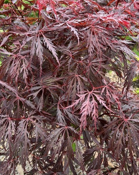 Hello-Hello-Plants-Nursery-Melbourne-Victoria-Australia-Acer-palmatum-dissectum-Crimson-Queen-Japanese-Maple.jpg