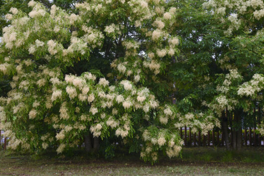 Fraxinus 'Evergreen Ash'