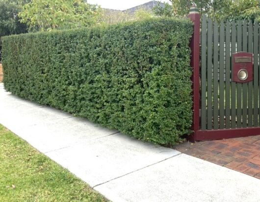 Classic Box Leaf Privet Ligustrum undulatum hedge