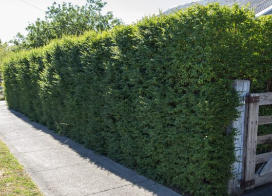 Ligustrum 'Box Leaf Privet'
