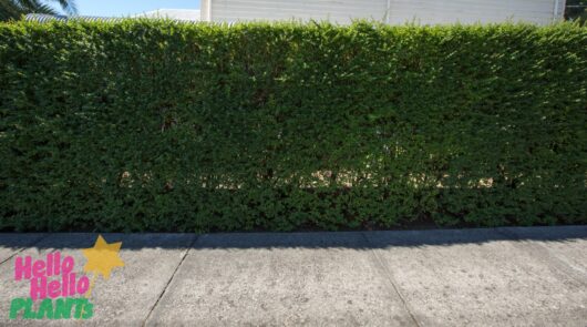 Ligustrum 'Box Leaf Privet'