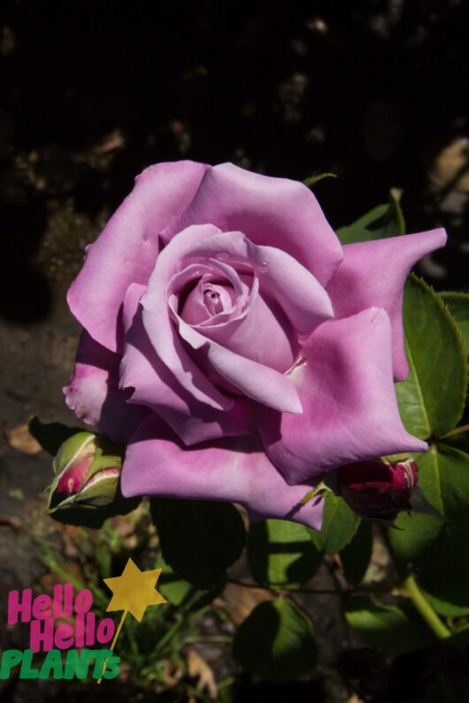 Rose 'Fragrant Plum' 3ft Standard