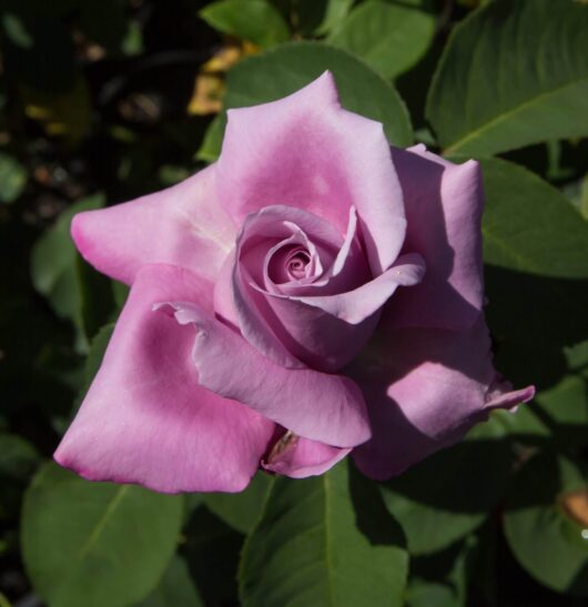 Rose 'Fragrant Plum' 3ft Standard