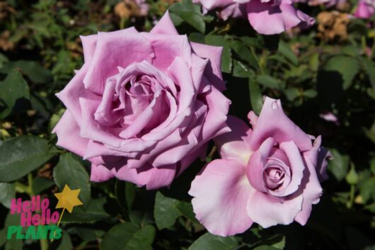 Rose 'Fragrant Plum' 3ft Standard