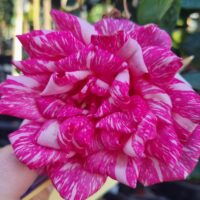A close-up of Rose 'Candy Stripe' in bloom, held by a person's hand, with green foliage and a blurred background.