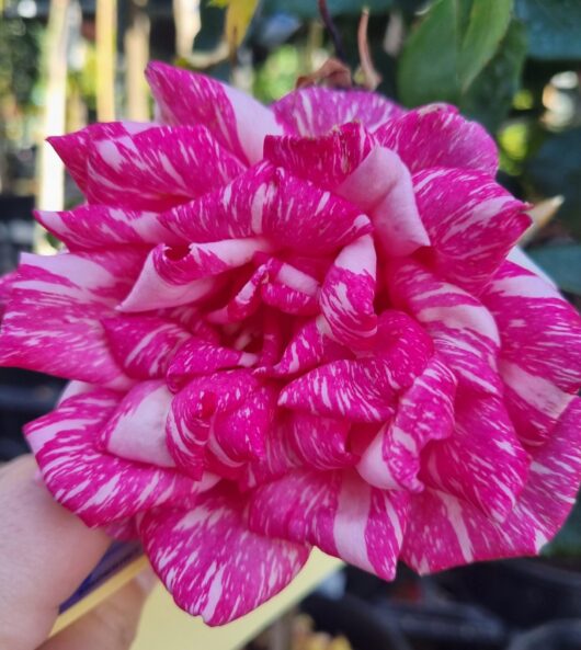 Rose 'Candy Stripe' 3ft Standard