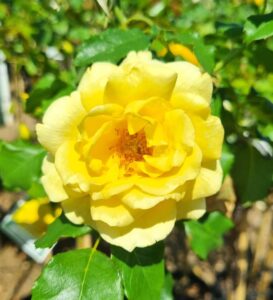 Rose 'Queen Elizabeth' 3ft Standard - Hello Hello Plants