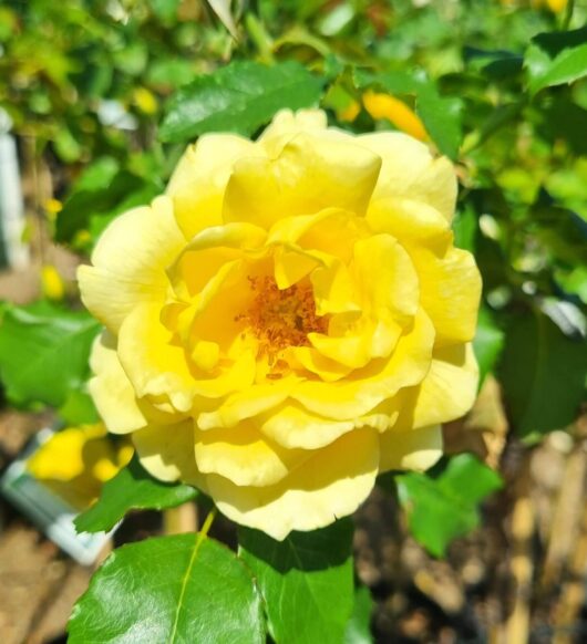 Rose 'Friesia'