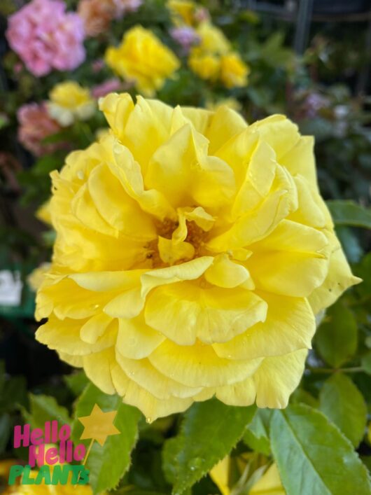 Rose 'Friesia'