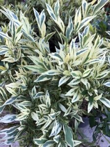 An Acmena 'Moonlight Flame' (Variegated) Lilly Pilly 10'' Pot plant with white and green leaves in a pot.