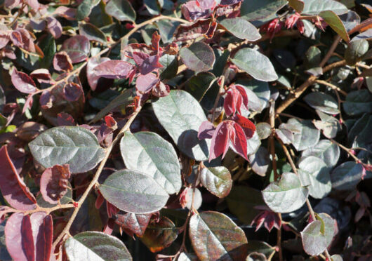 A close-up of a Loropetalum 'Plum Gorgeous' PBR 7" Pot from the Hello Hello Plants collection.