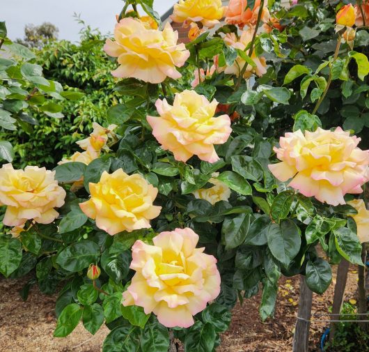 rosa hybid tea Peace Rose multicoloured roses blooming with lush green leaves