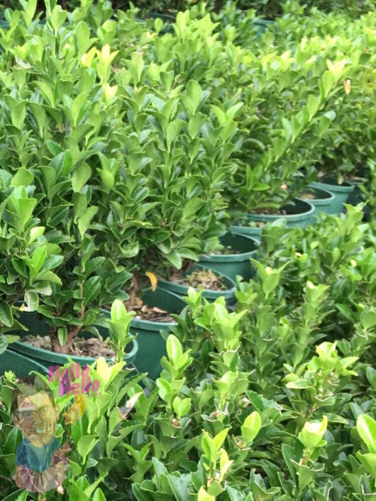 Tom Thumb Box Hedge