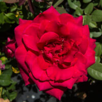 Fragrant Charm Rose