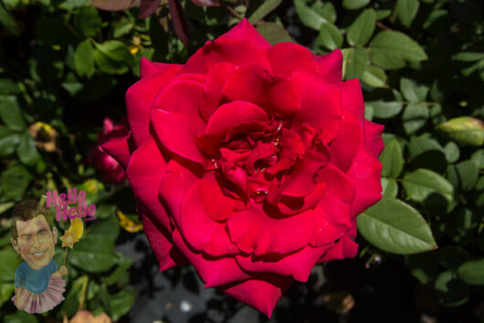 Fragrant Charm Rose
