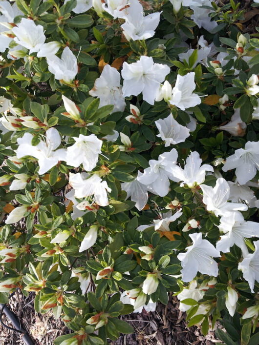 Azalea "Alba Magnifica"