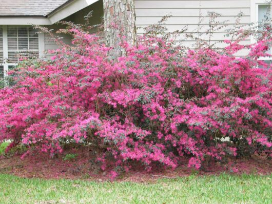 A Loropetalum 'China Pink' 10" Pot bush in front of a house.