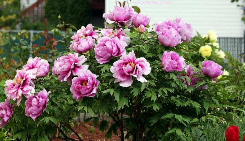 Paeonia Peony