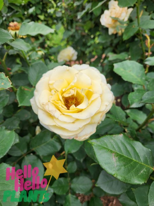 rosa hybrid tea elina rose large lemon yellow rose