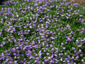 Hello Hello Plants: Scaevola 'Mauve Clusters' 6" Pot in a garden.