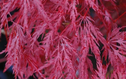 Japanese Maple Red Weeping 'Inaba Shidare'