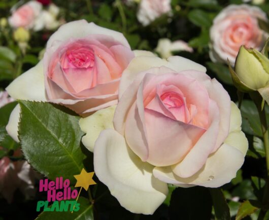 Rose 'Bonica'