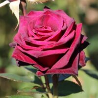 black velvet rose rich red rose fragrant bloom