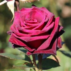 black velvet rose rich red rose fragrant bloom