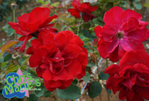 A group of Rose 'Lili Marlene' Bush Form in a garden.