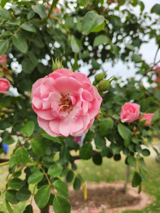 singular pink rose bonica growing in a bush