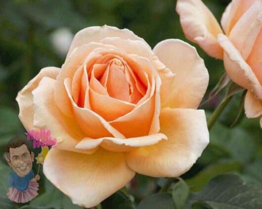Valencia Rose