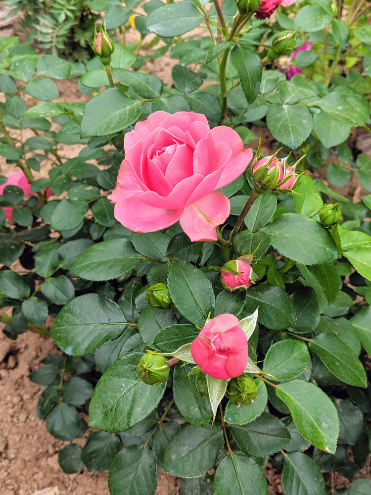 The Queen Elizabeth Rose, Floribunda