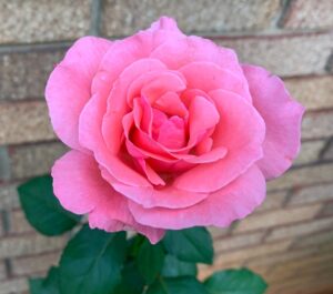 queen elizabeth rose pretty pink rose bush