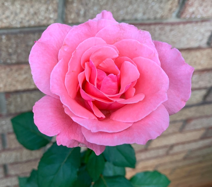 Rose 'Queen Elizabeth' 3ft Standard - Hello Hello Plants