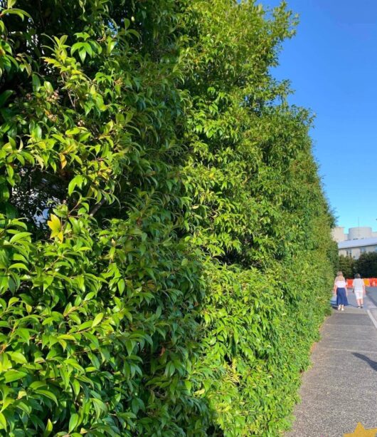 Syzygium 'Neighbours-Be-Gone' Lilly Pilly