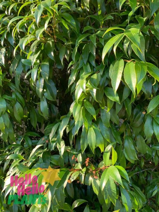 Syzygium 'Neighbours-Be-Gone' Lilly Pilly