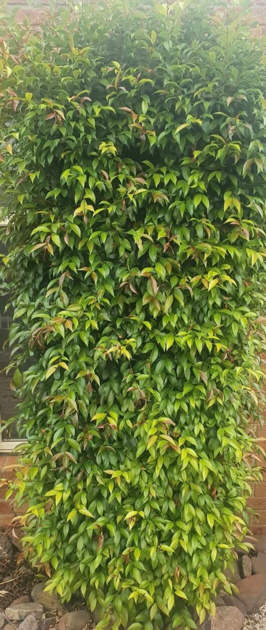 Syzygium 'Neighbours-Be-Gone' Lilly Pilly