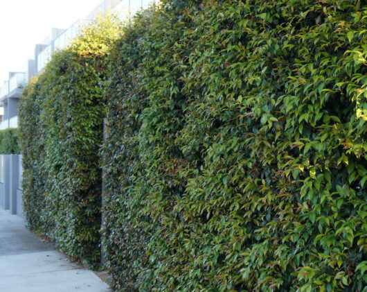 Neighbours Be Gone Hedge @ Hello Hello Plants