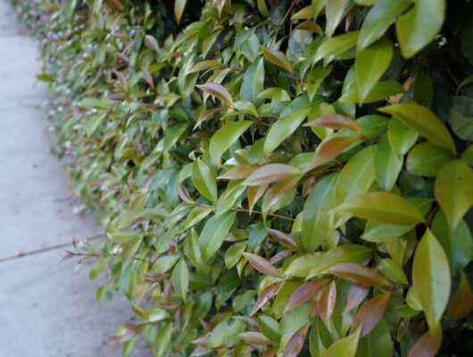 Neighbours-Be-Gone-Lilly-Pilly @ Hello Hello Plants