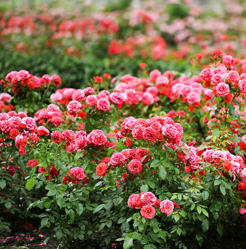 A bunch of red roses.