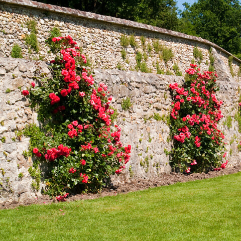 A stone wall adorned with online roses.