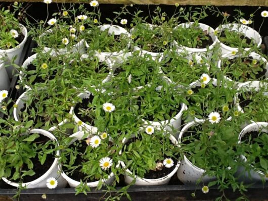 Potted daisy plants flourishing in white containers.