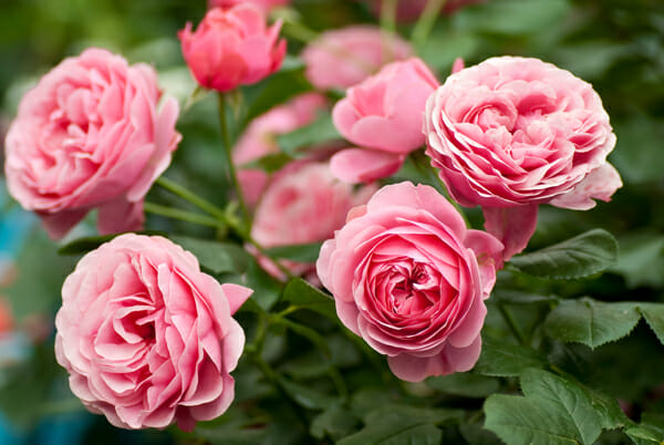 On average, how large is a standard rose bloom in bud or in flower