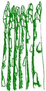 Asparagus Asparagus