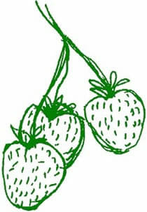 A drawing of three strawberries on a branch.
