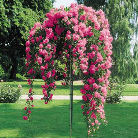 A pink flowering tree in a park.