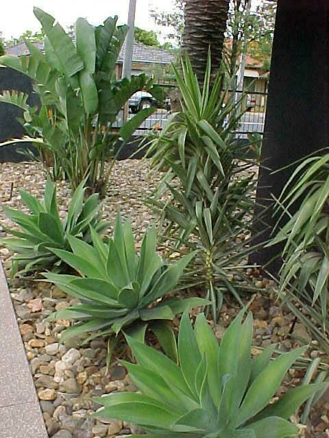 A cluster of Agave Attenuata plants in front of a building.